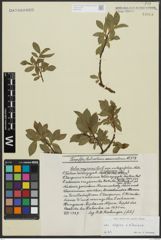 Foto von Salix alpina Scop. x Salix silesiaca Willd.
